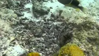 Orange-Dotted Tuskfish Uses Tool