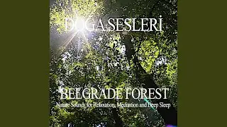 Reaching the Sunlight in Belgrade Forest (Only Ambience)