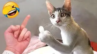 Funny Animal Videos😂 Funniest Cats and Dogs videos #0012 | chocotime #funnyanimals #funny #shorts