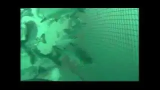 Salmonera en Chiloe, Robotica Submarina (ROV)