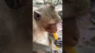 #monkeyangkor eating mango