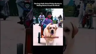&bull; Honest Dog 🐶 | Pure Loyalty ❤️ #shorts #trending #youtube #foryou
