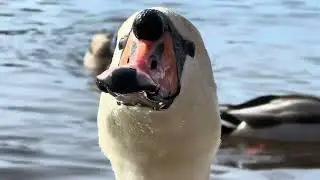 Mute Swan Couple Enjoying Their Cracked Corn Without The Juveniles. (Miles & May)