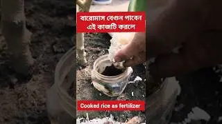 Eggplant farming method | eggplant farming tips. #shorts #agriculture