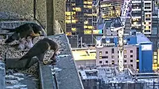 #falcon CAM3#21 mother birds brings food to feed her chicks in the nest, Falcon babies feeding