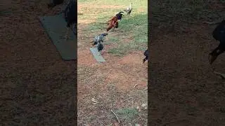 Peru cross rooster #breeding #rooster #peruvian #asselmurga #ytshorts #bhimavarambreed