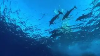 Mexico 2016 - Soccoro Nautilus Belle Amie