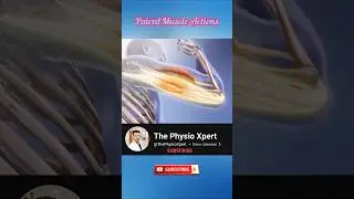 Paired Muscle Actions Explained 💪 | The Physio Xpert #Shorts #Physiotherapy #Anatomy