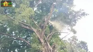 This big tree was cut down