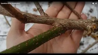 How to Identify Sassafras in the Winter