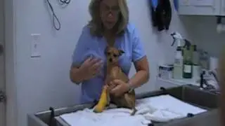 small dog blood draw restraint