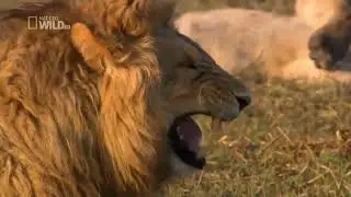 Lion Laughing Meme Template