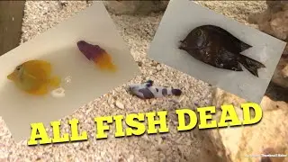Update All Fish Dead..