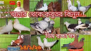 খামার থেকে ডিম বাচ্চা সহ কবুতর কিনুন একদম পাইকারি দামে 