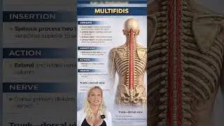 Crucial for back health and injury prevention! Do you know about the MULTIFIDUS MUSCLE? #MOTD