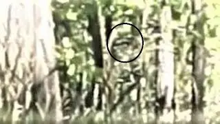 Faces in the trees