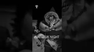 Were you naughty or nice in 2025?😈😇  | NALUJUK NIGHT #shortdocumentary
