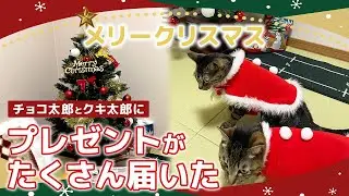 チョコ太郎とクキ太郎にクリスマスプレゼントがたくさん届いた#猫 #クリスマス #クリスマスプレゼント
