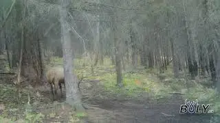 Mature bull elk bugles back at distant elk