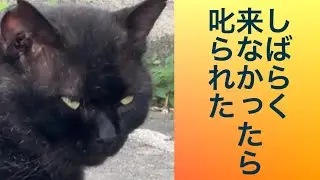 It's been a while since I last came. Stray cat Yamato-kun Lucky Black stray cat