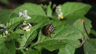 Coloradokever Leptinotarsa decemlineata