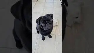 Black pug being cute 😍