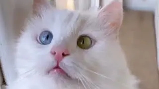 One Blue Eye, One Green Eye – Why This 