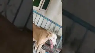 🔥chipipari puppy available ☎️8248468171🔥