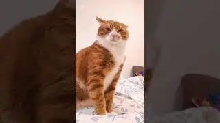 Yellow cat funny videos #cat #talkingkitty #funny #musiccat #catmusic #memes #funnycatsanddogsnew
