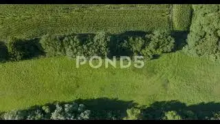 Top Down Aerial On Fresh Green Ecosystem Countryside, Field, Trees And Meadow - 4k Stock Footage