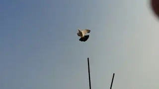 Ek Naya Kavita a gaya hai abhi dekhte hain pakdata Hai Ki Nahin video mein banaa rahe hain