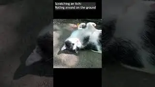 Why do cats like to wallow in the dust