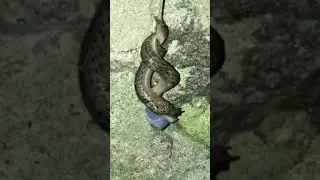 Leopardsniglar parning av Theres Asp