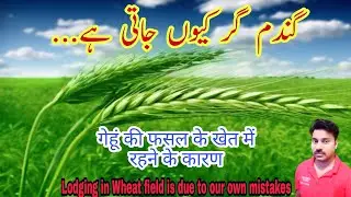 Wheat Lodging reasons | How to save and increase Wheat grain yield | Balance nutrition in wheat crop