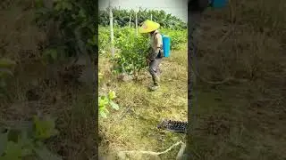 Sedrhana smart tool is useful for farmers #shorts
