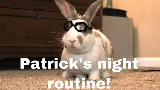Bunny&rsquo;s night routine! [funny]