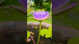 Glowing Blue Lotus 🌸 | See Simple Things #shorts