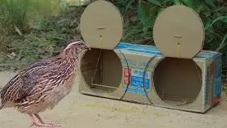 Unbelievable Bird Trapping Method - The Best DIY Traps | Trap vs Bird