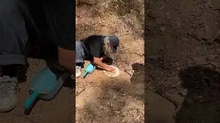 Looking for Australian gold nuggets