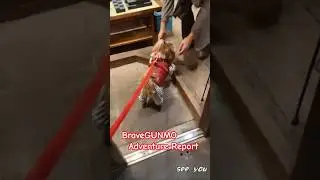 それゆけ!!がんも様 BraveGUNMO Adventure Report 勇者 飛竜頭６才♂ #犬 #シーズー #もふもふ #かわいい #わんこ #dog #がんも #赤い彗星