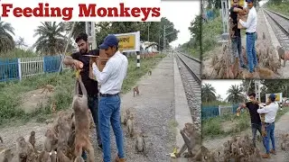 Feeding a group of monkeys one crate of bananas | feeding banana to wild monkey | monkey eat banana