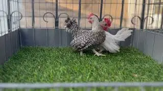 Como desarrollo mis Gallitos Aztecas