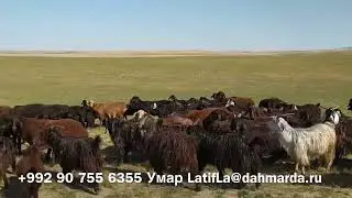 Гиссарские овцы Умара из селения Сугдиён на пастбищах в Шахритусе.