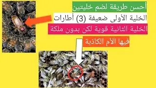 #أحسن طريقة لضم خليتين (خلية بها الأم الكاذبة و خلية ضعيفة و بها ملكة ملقحة)