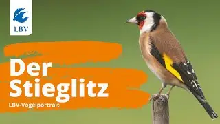 Der Stieglitz (Carduelis carduelis) Steckbrief + Gesang. Vogelarten kennen lernen mit den Experten!