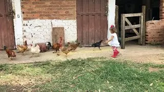 A Fuga das Galinhas