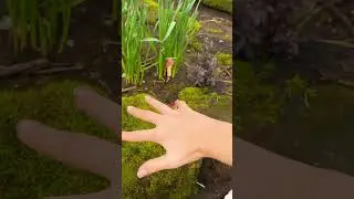 I almost got caught in a fairy trap!!🧚&zwj;♀️ (fairy rp) #fairy #fairytok