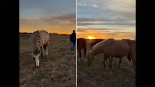 Kansas Sunsets #horse #farming #sunset #beauty #beautiful #country #farm #ranch #views #view 