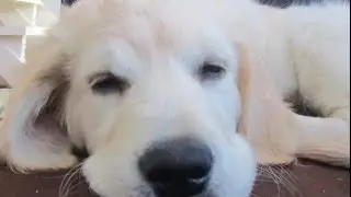 Barney The Golden Retriever Vlog #9   Emergency trip to the Vet