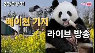 1월 2일 베이쳔 판다 기지 라이브 방송(1.2 Beichuan panda center Live Broad Cast) : 1월 2일 베이쳔 기지 영상, 24년 10월 9일 푸 영상